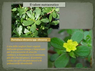 Il valore nutraceutico 
Portulaca oleracea spp. oleracea 
è una delle migliori fonti vegetali 
dell’acido grasso omega-3 (importanti 
per la prevenzione di attacchi 
cardiaci), α-linolenico (è il contenuto, 
più alto che nel pesce), di proteina 
cruda (20-40% sul peso secco) e di 
polisaccaridi idrosolubili. 
 