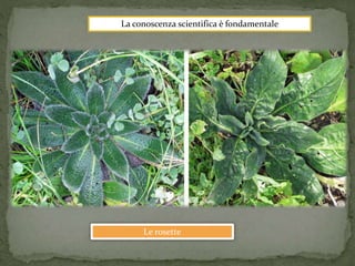 La conoscenza scientifica è fondamentale 
Le rosette 
 