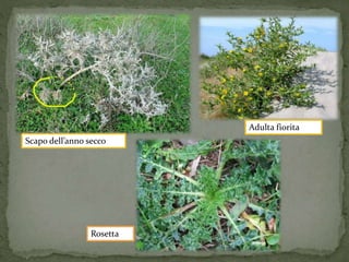 Rosetta 
Adulta fiorita 
Scapo dell’anno secco 
 