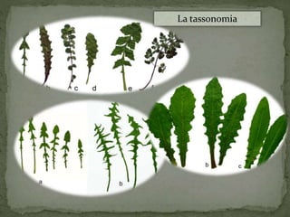 La tassonomia 
 
