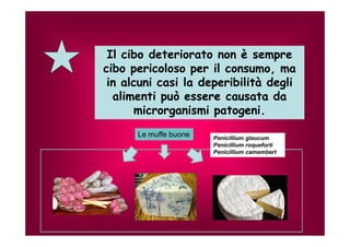 Il cibo deteriorato non è sempre 
cibo pericoloso per il consumo, ma 
in alcuni casi la deperibilità degli 
alimenti può essere causata da 
microrganismi patogeni. 
Le muffe buone Penicillium glaucum 
Penicillium roqueforti 
Penicillium camembert 
 