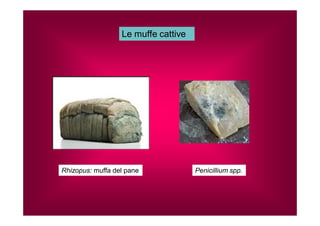 Le muffe cattive 
Rhizopus: muffa del pane 
Penicillium spp. 
 