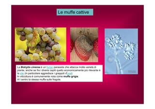 Le muffe cattive 
La Botrytis cinerea è un fungo parassita che attacca molte varietà di 
piante, anche se fra i diversi ospiti quello economicamente più rilevante è 
la vite (in particolare aggredisce i grappoli d'uva). 
In viticoltura è comunemente nota come muffa grigia. 
A l centro la stessa muffa sulle fragole. 
 