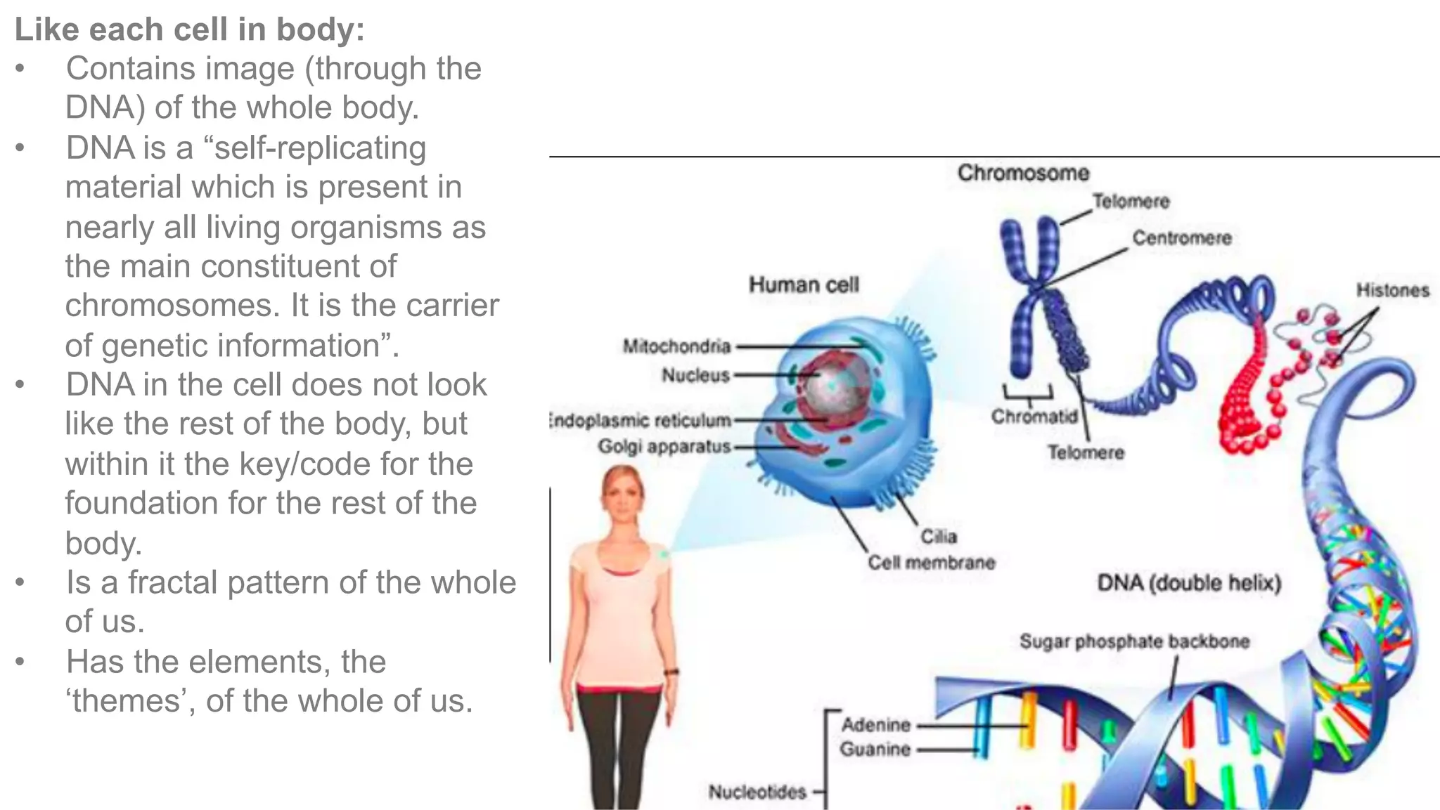 Like each cell in body:
•  Contains image (through the
DNA) of the whole body.
•  DNA is a “self-replicating
material which is present in
nearly all living organisms as
the main constituent of
chromosomes. It is the carrier
of genetic information”.
•  DNA in the cell does not look
like the rest of the body, but
within it the key/code for the
foundation for the rest of the
body.
•  Is a fractal pattern of the whole
of us.
•  Has the elements, the
‘themes’, of the whole of us.
 