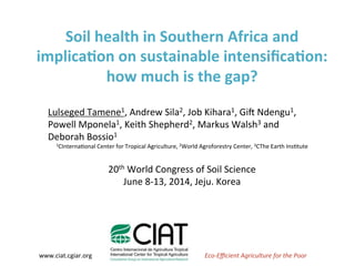 Lulseged	
  Tene1*,	
  Andrew	
  Sila2,	
  Job	
  Kihara3,	
  Gi<	
  Ndengu1,	
  Powell	
  Mponela1,	
  Keith	
  Shepherd2,	
  
Markus	
  Walsh4	
  and	
  
Deborah	
  Bossio3	
  
www.ciat.cgiar.org	
   Eco-­‐Eﬃcient	
  Agriculture	
  for	
  the	
  Poor	
  
Soil	
  health	
  in	
  Southern	
  Africa	
  and	
  
implica3on	
  on	
  sustainable	
  intensiﬁca3on:	
  
how	
  much	
  is	
  the	
  gap?	
  
Lulseged	
  Tamene1,	
  Andrew	
  Sila2,	
  Job	
  Kihara1,	
  Gi<	
  Ndengu1,	
  
Powell	
  Mponela1,	
  Keith	
  Shepherd2,	
  Markus	
  Walsh3	
  and	
  
Deborah	
  Bossio1	
  
1CInternaLonal	
  Center	
  for	
  Tropical	
  Agriculture,	
  2World	
  Agroforestry	
  Center,	
  3CThe	
  Earth	
  InsLtute	
  
	
  
20th	
  World	
  Congress	
  of	
  Soil	
  Science	
  
June	
  8-­‐13,	
  2014,	
  Jeju.	
  Korea	
  
 