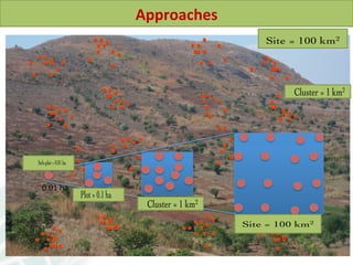 Soil Health in Southern Africa and implications on sustainable intensification 2014 L Desta et al