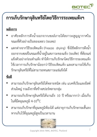 การเก็บรักษาจุลินทรีย์โดยวิธีการระเหยแห้งฯ
หลักการ
• อาศัยหลักการดึงน้าออกจากเซลล์ภายใต้สภาวะสูญญากาศใน
ขณะที่ตัวอย่างเป็นของเหลว (ระเหย)
• แตกต่างจากวิธีระเหิดแห้ง (Freeze drying) ซึ่งใช้หลักการดึงน้า
ออกจากเซลล์ในขณะที่น้าอยู่ในสภาวะของแข็ง (ระเหิด) ที่ต้องแช่
แข็งตัวอย่างก่อนท้าแห้ง ท้าให้การเก็บรักษาโดยวิธีการระเหยแห้ง
ใช้เวลาการเก็บรักษาน้อยกว่าวิธีระเหิดแห้ง และสามารถใช้เก็บ
รักษาจุลินทรีย์ที่ไม่สามารถทนสภาวะแช่แข็งได้
ข้อดี
• สามารถเก็บรักษาจุลินทรีย์ได้หลายชนิด เช่น แบคทีเรียและยีสต์
ส่วนใหญ่ รวมถึงราที่สร้างสปอร์หลายกลุ่ม
• สามารถเก็บรักษาจุลินทรีย์ได้นานถึง 10 ปี หรือมากกว่า เมื่อเก็บ
ในที่มืดอุณหภูมิ 4-10C
• สามารถเก็บรักษาที่อุณหภูมิห้องได้ แต่อายุการเก็บรักษาจะสันลง
หากเก็บไว้ที่อุณหภูมิสูงเป็นเวลานาน
Copyright 2016 TBRC, BIOTEC, Thailand
2
 