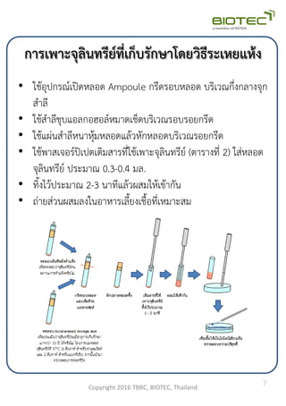การเพาะจุลินทรีย์ที่เก็บรักษาโดยวิธีระเหยแห้ง
• ใช้อุปกรณ์เปิดหลอด Ampoule กรีดรอบหลอด บริเวณกึ่งกลางจุก
ส้าลี
• ใช้ส้าลีชุบแอลกอฮอล์หมาดเช็ดบริเวณรอบรอยกรีด
• ใช้แผ่นส้าลีหนาหุ้มหลอดแล้วหักหลอดบริเวณรอยกรีด
• ใช้พาสเจอร์ปิเปตเติมสารที่ใช้เพาะจุลินทรีย์ (ตารางที่ 2) ใส่หลอด
จุลินทรีย์ ประมาณ 0.3-0.4 มล.
• ทิงไว้ประมาณ 2-3 นาทีแล้วผสมให้เข้ากัน
• ถ่ายส่วนผสมลงในอาหารเลียงเชือที่เหมาะสม
Copyright 2016 TBRC, BIOTEC, Thailand
7
 