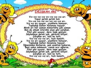 ÇALIġKAN ARI
     Vıv-vız vız-vız vıv-vız vız-vız arı
           Yapar petek petek balı
     Vıv-vız vız-vız vıv-vız vız-vız arı.
   Vız vız arı uçuyor, çiçeklere konuyor,
     Topladığı balları kovanına taĢıyor.
Minik arı her zaman mimarlıkta çok yaman
 Ben de olmak isterdim onun gibi çalıĢkan.
   Pilot gibi uçuyor, dere tepe geziyor,
  Söylemeye gerek yok, görevini biliyor.
         ÇalıĢkan arı, balı ne tatlı,
      Vız-vız vız-vız arı, hızlı kanatlı.
   Vız vız arı uçuyor, çiçeklere konuyor,
     Topladığı balları kovanına taĢıyor.
Ġğnesinden korkarım, pek uzaktan bakarım,
 Beni sakın sokmasın, canım acır ağlarım.
   Pilot gibi uçuyor, dere tepe geziyor,
  Söylemeye gerek yok, görevini biliyor.
         ÇalıĢkan arı, balı ne tatlı,
      Vız-vız vız-vız arı, hızlı kanatlı.
 