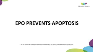 EPO PREVENTS APOPTOSIS
It can also increase the proliferation of erythroid cells and induce the entry of erythroid progenitors into the cycle
 