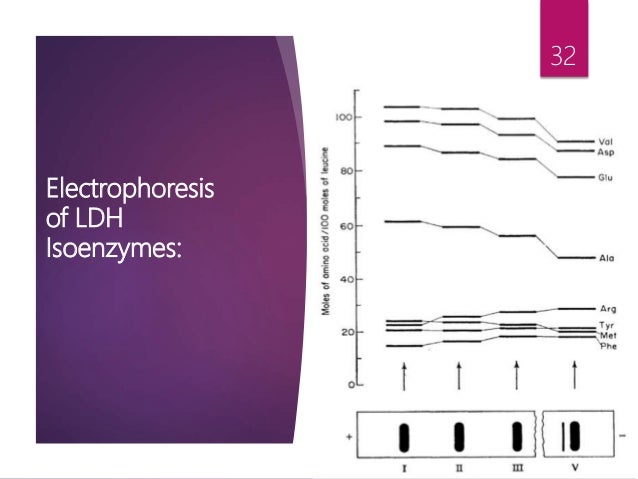 Electrophoresis Of Ldh Isoenzymes And Activity Staining