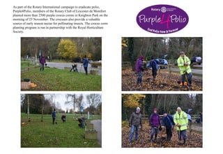 As part of the Rotary International campaign to eradicate polio,
Purple4Polio, members of the Rotary Club of Leicester de Montfort
planted more than 2500 purple crocus corms in Knighton Park on the
morning of 25 November. The crocuses also provide a valuable
source of early season nectar for pollinating insects. The crocus corm
planting program is run in partnership with the Royal Horticulture
Society.
 