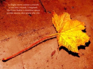 Le foglie morte cadono a mucchi 
e con loro i ricordi, i rimpianti. 
Ma il mio fedele e silenzioso amore 
sorride ancora, dice grazie alla vita. 
 