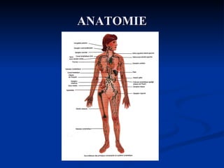 ANATOMIE 