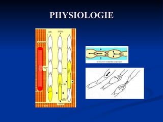 PHYSIOLOGIE 