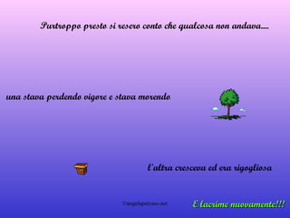 Purtroppo presto si resero conto che qualcosa non andava....  una stava perdendo vigore e stava morendo  l'altra cresceva ed era rigogliosa  E lacrime nuovamente!!!   