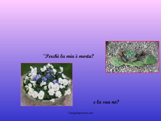 "Perchè la mia è morta?     e la sua no?   