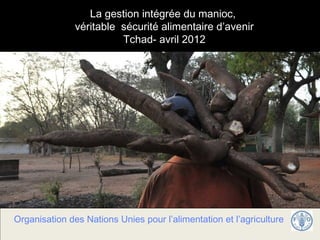La gestion intégrée du manioc,
              véritable sécurité alimentaire d’avenir
                        Tchad- avril 2012




Organisation des Nations Unies pour l’alimentation et l’agriculture
 