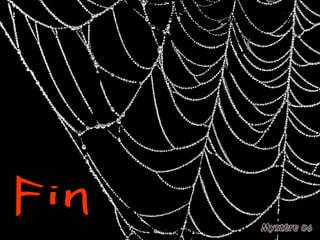 Fin 