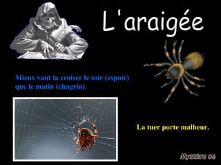 L'araigée Mieux vaut la croiser le soir (espoir) que le matin (chagrin). La tuer porte malheur. 