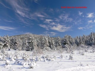 Forêt dans les Laurentides 