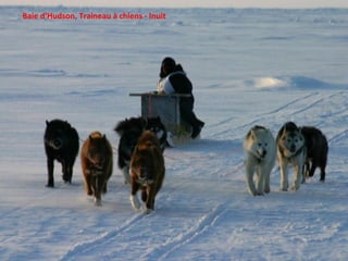 Baie d’Hudson, Traineau à chiens - Inuit 