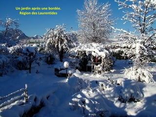 Un jardin après une bordée. Région des Laurentides 