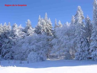 Région de la Gaspésie 