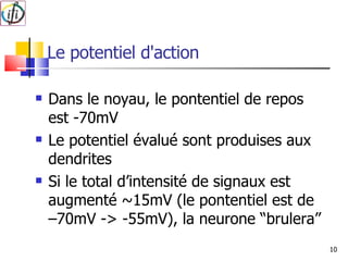 Le potentiel d'action Dans le noyau, le pontentiel de repos est -70mV Le potentiel évalué sont produises aux dendrites Si le total d’intensité de signaux est augmenté ~15mV (le pontentiel est de –70mV -> -55mV), la neurone “brulera” 