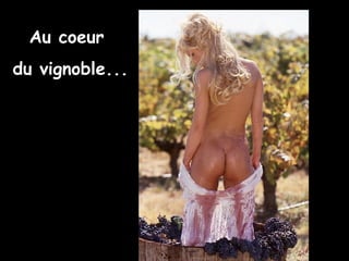 Au coeur du vignoble...   