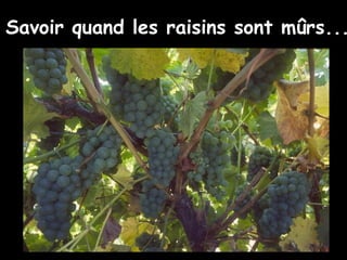 Savoir quand les raisins sont mûrs ... 