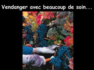 Vendanger avec beaucoup de soin...   