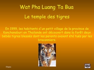Wat Pha Luang Ta Bua   Le temple des tigres En 1999, les habitants d'un petit village de la province de Kanchanaburi en Thailande ont découvert dans la forêt deux bébés tigres blessés dont les parents avaient été tués par les braconniers . Cliquez. 
