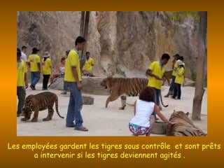   Les employées gardent les tigres sous contrôle  et sont prêts a intervenir si les tigres deviennent agités .   