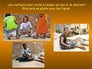   Les visiteurs sont invité à laisser un don si ils désirent être pris en photo avec les tigres 