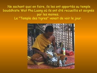 Ne sachant quoi en faire, ils les ont apportés au temple bouddhiste Wat Pha Luang où ils ont été recueillis et soignés par les moines.  Le "Temple des tigres" venait de voir le jour.  