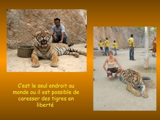 C’est le seul endroit au monde ou il est possible de caresser des tigres en liberté  