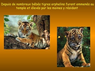 Depuis de nombreux bébés tigres orphelins furent emmenés au temple et élevés par les moines y résidant  