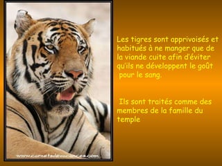 Les tigres sont apprivoisés et habitués à ne manger que de la viande cuite afin d’éviter qu’ils ne développent le goût  pour le sang.     Ils sont traités comme des membres de la famille du temple 