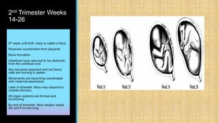 2nd Trimester Weeks
14-26
9th week until birth, baby is called a fetus.
Receives nourishment from placenta
Bone formation
Intestines have returned to his abdomen
from the umbilical cord
Sex becomes apparent and red blood
cells are forming in spleen
Movements are becoming coordinated
with maternal awareness
Later in trimester, fetus may respond to
outside stimulus.
All organ systems are formed and
functioning
By end of trimester, fetus weighs nearly
2lb and 9 inches long.
 