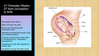 3rd Trimester Weeks
27 from conception
to birth
Developed brain tissue
Baby will open his eyes
Bones are hardening with
noticeable kicks
Attempts at breathing though lungs
are underdeveloped
Drinking amniotic fluid which aids
in development of respiratory
development.
Preparing for birth with significant
weight gain
Expulsion through the birth canal
 