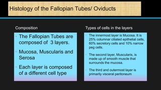 Histology of the Fallopian Tubes/ Oviducts
Composition
• The Fallopian Tubes are
composed of 3 layers.
• Mucosa, Muscularis and
Serosa
• Each layer is composed
of a different cell type
Types of cells in the layers
• The innermost layer is Mucosa. It is
25% columnar ciliated epithelial cells,
60% secretory cells and 10% narrow
peg cells.
• The second layer, Muscularis, is
made up of smooth muscle that
surrounds the mucosa.
• The third and outermost layer is
primarily visceral peritoneum
 