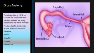 Gross Anatomy
The uterine tube is 10-12 cm
long and 1-4 mm in diameter.
Situated between the ovary
laterally and the uterus medially.
The tube itself is divided into
several anatomic segments
Interstitial
Isthmic
Ampullary
Fimbrial
Infundibular
.
 
