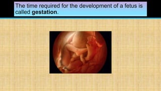 The time required for the development of a fetus is
called gestation.
 