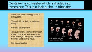 Gestation is 40 weeks which is divided into
trimesters; This is a look at the 1st trimester
• Week 1- -4 sperm and egg unite to
form zygote.
• Weeks 5-10 the baby is called an
embryo
• Placenta development
• Nervous system, heart and formation
of little buds which will become the
arms and legs. During this trimester
the limbs will begin to move.
• Sex organ develop
 