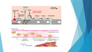 Inflammation Decoded: From Acute Immune Response to Chronic Disease ...