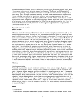 treci peste mandria de orasean "invatat" si perseverezi, intr-un tarziu, calcandu-si parca pe inima, Babu
Nitu incepe sa mai spuna cate ceva, mai degraba intrebandu-te: "Dar lemnul lupului il cunoasteti?
Creste, ia asa, pe langa campuri";"Brusturele trebuie sa-l stiti, face la vremea aceasta ca un puf alb pe
langa paraie". Daca ai rabdare si raspunzi fara tafna, ascultand si mai ales intreband, ai sansa ca Babu
Nitu sa se dezlege in cele din urma la vorba, sa te bata pe umar si sa te poarte cu sine spre lumea
fabuloasa a leacurilor populare din Marginimea Sibiului. O adevarata initiere, care te duce pe potecile
intunecoase si umede din padure, dar si pe plaiurile pastorale insorite, acolo unde sute si sute de plante si
ierburi asteptau, parca, sa fie chemate de glasul lui Babu Nitu, dezvaluindu-si puterile. Sute si sute de
plante, multe din ele necunoscute, dintre care am ales cu greu si cu parere de rau, doar pe cele mai
cunoscute si mai usor de gasit.

Retete din farmacia muntelui
Rasina de brad

"Domnule, sa stiti de la mine ca cel mai bine ii sa te stii cu un mestesug. Ia, eu am invatat de la cei mai
batrani ca mine mestesugul la buruienile de leac. Si eu n-am ras de nimene dintre cei batrani care stiau
leacuri vechi, ba m-am dus si-am intrebat si am furat meserie cat am putut. Ca meseria asta se fura, nu se
invata asa, in scoli. Ca in scoli ii numa teorie, da la cei batrani ii practica, cum se spune. Ma duceam si
spuneam: "Babule, invata-ma si pe mine la ce ii buna iarba asta, la ce ii buna ailalta", ba ma duceam si
spuneam ca ma doare aici sau acolo si sa ma invete ce sa fac. Si poate nu ma durea, dar asa am invatat.
Ca fecioru meu ii veterinar si nu vrea sa stie decat de injectii, dar aici, la stana, daca se imbolnaveste o
oaie sau un om, cu ce-i mai faci injectie? Si apoi, si la injectie - poti sa bagi tu mana in foc ca ce-i pus
acolo-i bun? Vedeti, bradul acela de care va rezemati ii plin de rasina. Daca un om sau un animal se
betegeste la un picior, ceva, atunci luati rasina din asta, o puneti pe din doua cu seu de oaie si le topiti
impreuna la foc domol, dupa care le lasati la racit. Cu unsoarea care ramane, ungeti lovitura sau vanataia
si numaidecat se vindeca, mai repede decat cu doctoriile de la oras. Daca-i rana cu sange, atunci se pune
rasina in rachiu tare si se lasa la dospit, si cu leacul asta se spala rana, care se inchide si se vindeca fara
sa coaca. Pentru reumatism, rasina se incalzeste tare, dar nu cat sa arda pielea, apoi se pune pe ciocurile
dureroase de la picioare si maini. Dupa ce se pune rasina se leaga pe deasupra cu panza si se tine asa cam
la vreo jumatate de zi. Se pune leacul acesta in fiecare zi, vreme de o luna - doua, si ciocurile se topesc,
ca rasina de brad ii leac puternic. Multi oameni o scapat cu rasina de brad de doctori si de operatii grele."

Ghintura

(Gentiana asclepiadea)
"In ziua de azi, oamenii se iau care mai de care la intrecere si beu, pana nu mai pot. Ba, parca o inceput
muierile sa be mai mult ca barbatii, si dupa aceea, ii ajung pe toti durerile de ficat. Si vin la mine si se
roaga: "Ajuta-ma, Babule, ca nu mai pot. Mi-or zis doctorii ca nu mai stiu ce sa-mi faca.". Vara, eu ma
duc ia, acolo, pe muchia muntelui, unde vezi dumneata ca sa termina padurea, si mai e ici-colo cate un
petec de zapada. Acolo gasesc ghintura. Ii de mers cale de o zi, dar in fiecare an ma duc. Si iau doua-trei
radacini, si mai pun si vreo doua-trei buruieni: cateva frunze de rostopasca, zece fire de patru-frati, o
radacina de osul-iepurelui. Pe toate le pisez si le pun intr-un litru de rachiu si le las sa stea asa, vreo doua
saptamani, la soare. Din leacul asta ia omul cate 2-3 linguri pe zi si se vindeca numaidecat, de toate
boalele de ficat. Numai ca trebuie sa manance cu socoteala: fara prajit, fara multa osanza, mai mult din
ce da campul si lapte."

Vascul

(Viscum album)
"Trebuie ca-l stiti: il vedeti iarna cum sta in copacul golas. De la distanta, zici ca-i asa, un cuib, numai


                                                      81
 