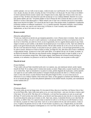 cand te apropii, vezi ca-i tufa si sta in copac, verde tot anul, nu-i cad frunzele. Si-s mai multe feluri de
vasc: de par, de prun, de salcie, de plop, de mar. Cel mai bun e cel de pe par. Pe asta il dau eu la diabet -
ia omul si piseaza frunza uscata si pune cate o lingura rasa la cana, dupa care il lasa sa stea vreo zece
ceasuri si-l bea. Se beau cate doua-trei cani din acestea pe zi si se vindeca diabetul. Doctorii zic ca nu-i
leac pentru diabet, dar este. Tot pentru diabet se mai ia frunza de afin si frunza de dud, cu care se face
fiertura si se bea o litra-doua peste zi. Multi oameni care or luat vasc si fiertura asta nu le-o mai trebuit
dupa aceea doctorii de diabet. Tot vascul de par luat in apa ii bun pentru inima, la palpitatie si naduseala
(ischemie cardiaca cu tulburari respiratorii - n.r.), si pentru tensiune. Da pentru tensiune, vascul trebuie
luat multa vreme, asa, cam la vreo cateva luni, in fiecare zi. Cum ii acuma, vara, caldura asta
inadusitoare, se iau si trei cani cu vasc pe zi."

Branca-ursului

(Heraclea sphondyllium)
"Creste asa, inalta de un stat de om, pe marginea paraielor, si are o frunza mare si crestata. Apoi, eram la
oi, cu inca un cioban, si la cal i-o sarit o potcoava. L-am pus pe cioban sa-l tina ca sa-l potcovesc la loc,
da el nu l-o tinut bine, iar calul m-o lovit, ia aici in genunche, de m-o sagetat durerea pana in cap. Eram
singur in munte cu acel cioban, si de durere ma tavaleam pe jos si nu stiam ce sa fac. Apoi am coborat la
parau si am gasit frunza de asta, de branca-ursului. Mi-am adus aminte de ce mi-o zis un om de la mine
din sat si am luat doua-trei frunze, le-am pisat un pic pe o piatra, acolo, si mi-am legat genunchele cu ele.
In cateva ceasuri, durerea m-o lasat ca luata cu mana, iar dupa trei zile, abia daca mai aveam o umflatura
si deja puteam merge. Acuma nu se mai vede semn deloc, si la optzeci de ani, urc la stana, in munte, ca
un flacau de douazaci. Dar daca nu erau frunzele acelea, ajungeam mai mult ca sigur la spital, si nu se
stie daca azi mai puteam merge bine. Mai inspre august, cand floarea de la branca-ursului da deja in
samanta, se ia samanta si se piseaza si se da la om, barbat sau femeie, care nu poate sa aiba copii."

Muschi de brad

(Usnea barbata)
"Cum vedeti colo, pe brad, muschiul acela care-i ca o panza, asa, care atarna pe ramuri, acela-i spune
muschi de brad. Si se culege cand ii vremea mai uscata, ca astazi. Dupa cules, se pune in pod sau in tinda
sa se zvante bine. Apoi se marunteste si se pune in cizme, printre degetele de la picioare, contra oparelii
care apare la cei care umbla mult incaltati si transpira (boala piciorului de atlet n.r.). Pentru arsura de
soare si orice alte arsuri, se pune fiertura facuta din patru linguri la litru, ca sa nu coaca (sa nu se
infecteze) si sa se vindece repede si fara semn urat. Iarna, se face gargara cu fiertura asta fierbinte, ca sa
nu se ia raceala din gat. La tusea din plumoni (plamani) se da celalalt muschi, de piatra, care numaidecat
scoate rautatea din ei."

Steregoaia

(Veratrum album)
"Ea creste nalta, pe aici pe langa stana. Iti vine pana la brau, daca nu si mai bine, iar frunza-i lata si face
un soi de floare alba. Apoi, trebe mare grija cu ea, ca-i cam otravitoare - oaia sau vita daca o manca, apoi
ii bai mare. Si la om la fel. Dar daca stii s-o folosesti, e cel mai bun leac pentru cei care nu se pot opri
din baut. O venit la mine mai multe femei, ca au feciori care beau pana nu mai stiu de ei si stau mai mult
la carciuma decat la camp sau in munte cu oile. Apoi una, saraca, o ameninta fecioru ca sa-i dea bani de
carciuma, ca altfel o bate. Si o ajuns la mine cu lacrimi in ochi si i-o fo frica sa nu afle baiatul ca vreau
sa-l dezvat, ca poate m-o bate si pe mine. I-am zis ca am eu optzeci de ani, dar sunt in putere, si daca ii
ceva, il izghesc de pamant, de nu sa vede. Si am invatat-o sa puna ia, asa, o lingura-doua, nu mai mult,
de radacina pisata de steregoaie in damigeana cu vin si sa-l lese sa beie de acolo, cat o pofti. Apoi, numai


                                                      82
 