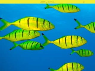 2016 © La Team Web 13
Et vos poissons ressemblent à ça…
 
