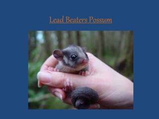 Lead Beaters Possum
 